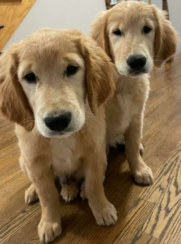 Two golden retriever puppies sitting on wooden floor, showcasing some of the cutest dogs ever in the image.