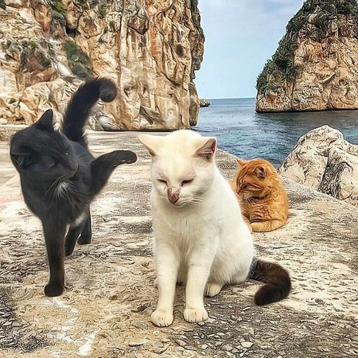 Woman-Documents-Italian-Cat-Daily-Life