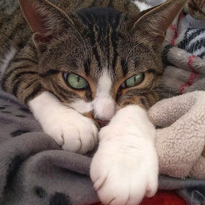 Woman-Documents-Italian-Cat-Daily-Life