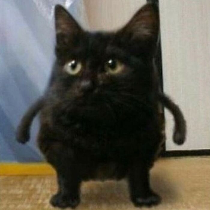 Funny-Cats-Without-Context-Pics