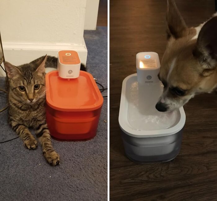 Whisker-Licking Good Water With Pawaii’s Wireless Wonder!