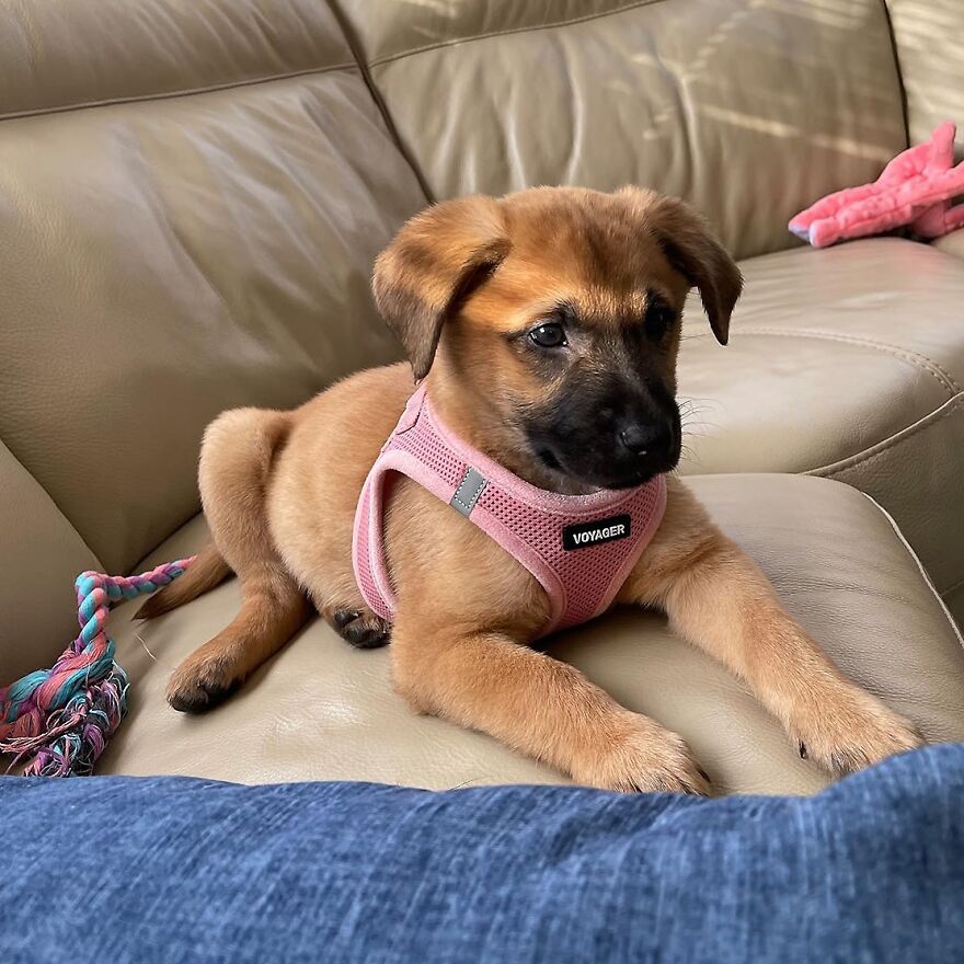 Comfort And Style For Your Furry Buddy With Mesh Step-In Vest Harness For Medium And Small Dogs 