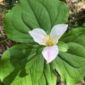 mumstheworddadsthenerd avatar