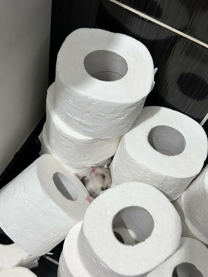 Hamster peeking out from a stack of toilet paper rolls, showcasing animals being their hilarious selves in a playful moment.
