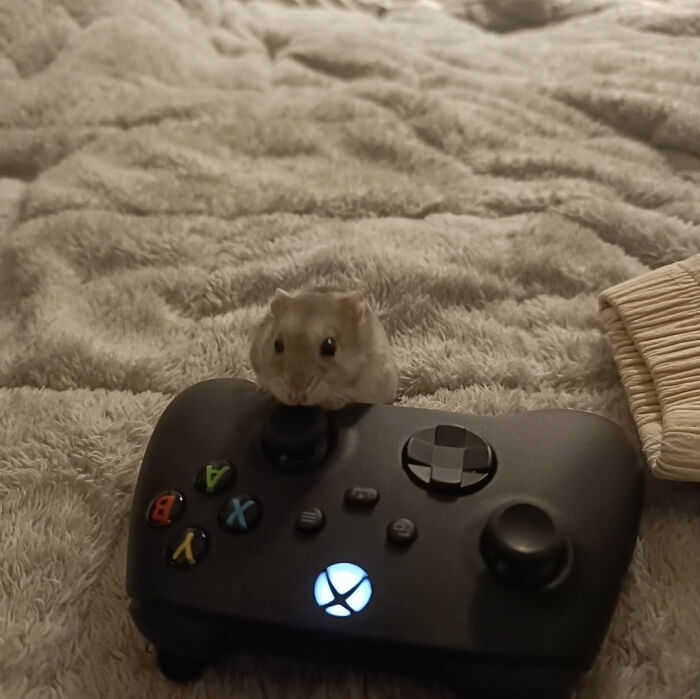 Small hamster perched on a video game controller, showcasing animals being their hilarious selves in a cozy setting.
