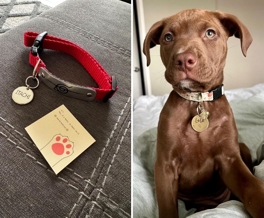 Purr-Fectly Personalized: Custom Stainless Steel Id Tag For Cats And Dogs