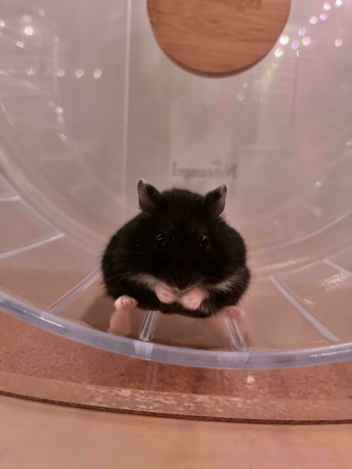 A small black hamster sitting inside a plastic exercise wheel, showcasing animals being their hilarious selves.