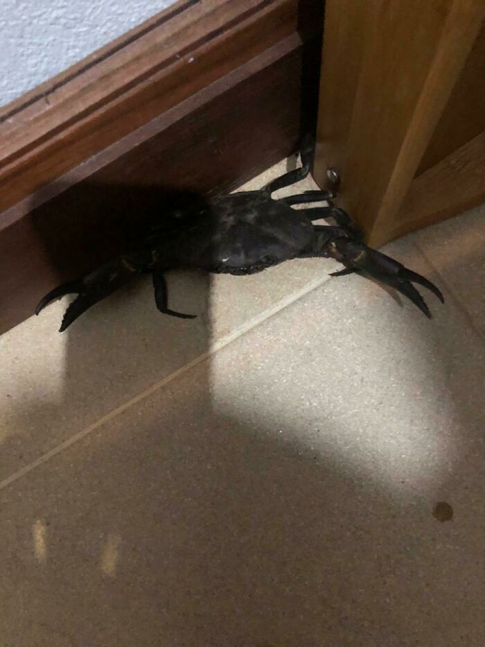 Me he levantado y esto estaba en mi cocina. Vivo en las montañas, a unos 500 kms de la playa