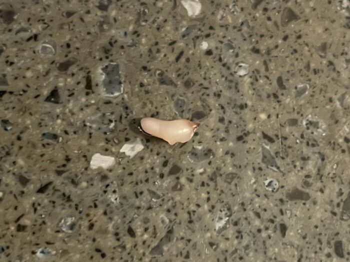 Weird ‘Egg’ Out Of My Head