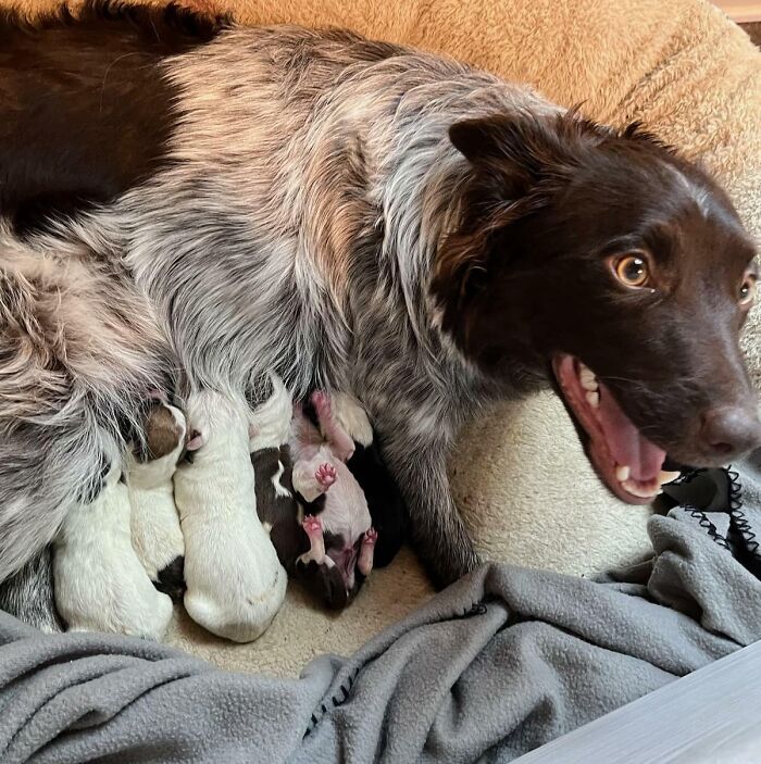 The Text I Got From My Daughter "4 Healthy Puppies" Turned Into 8. Mom Is Just As Shocked