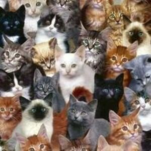 cynthia_kelly avatar