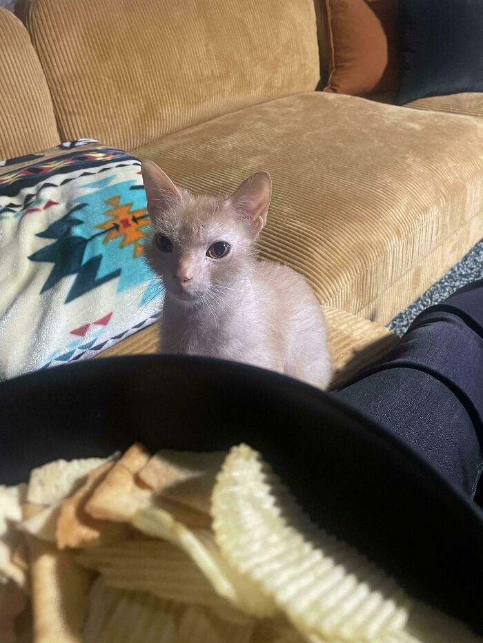 A malfunctioning cat with sparse fur sitting on a couch looking at a bowl of chips in a casual living room setting.