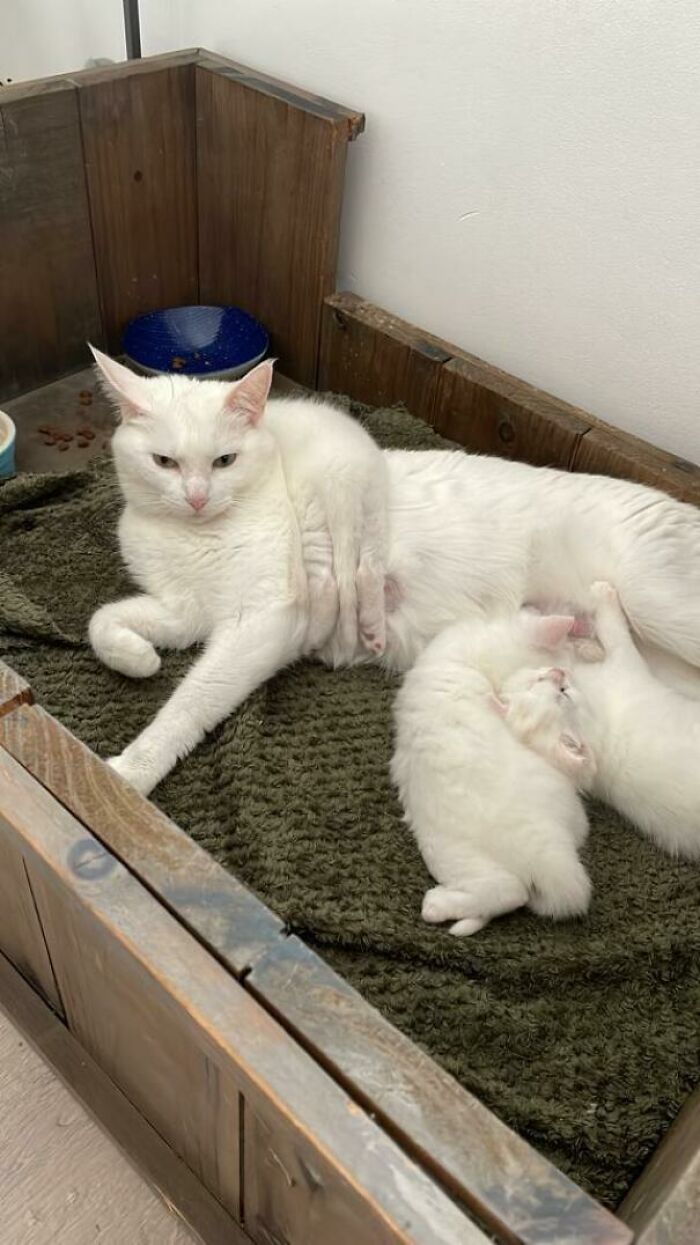 White cat lying on a blanket with two kittens nursing, showing a rare malfunctioning cat pose in a wooden enclosure.