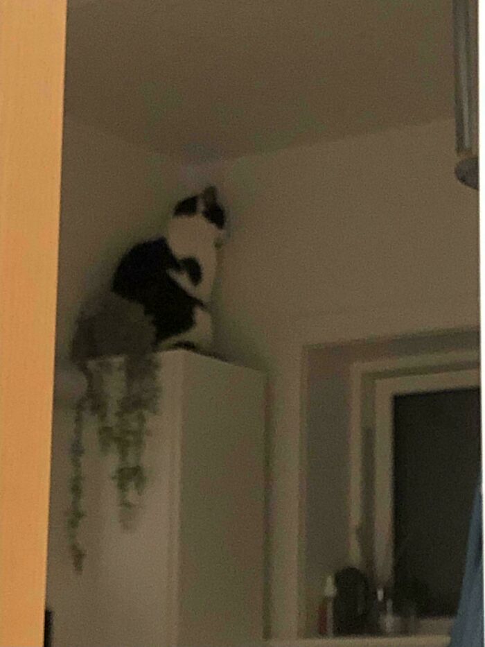 Black and white malfunctioning cat perched on top of a cabinet near a window in a dimly lit room.
