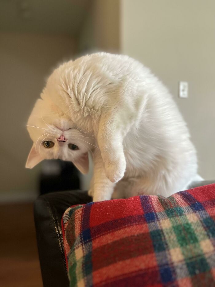 White cat bending backward with head upside down on a red plaid blanket, one paw lifted in a malfunctioning cat pose.