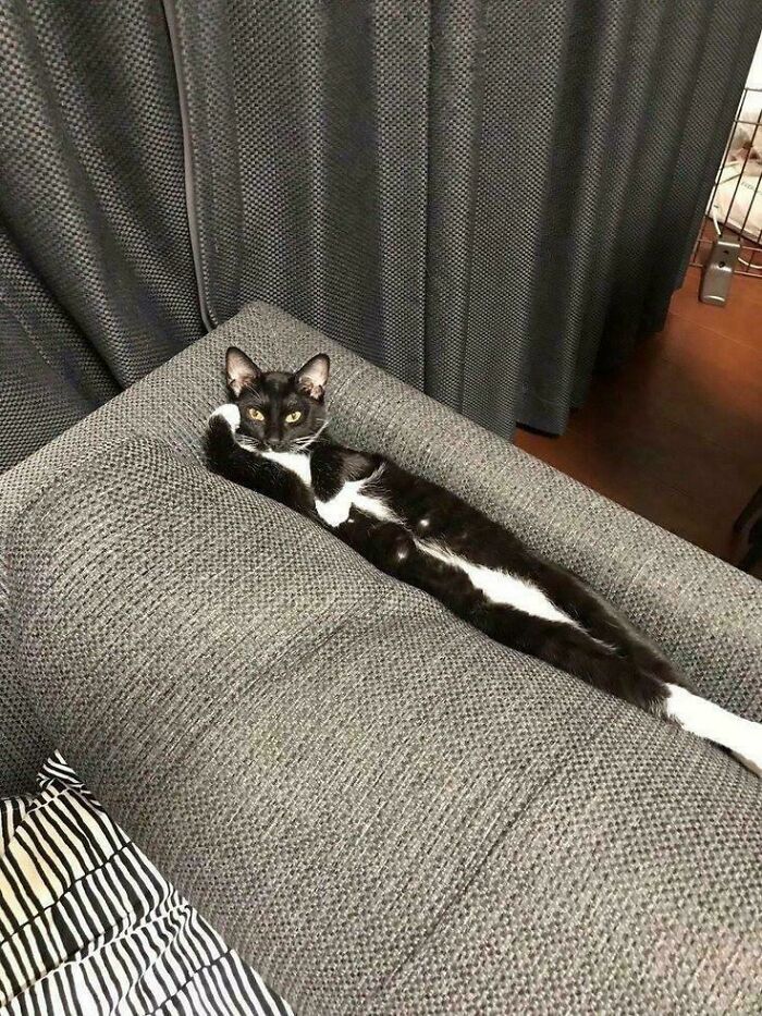 Black and white malfunctioning cat stretched oddly on a gray couch, blending with the fabric and looking relaxed and curious.