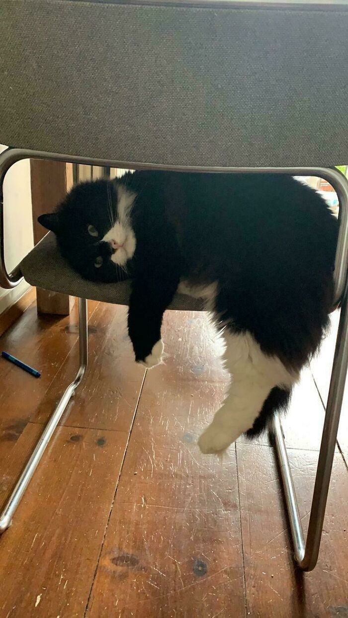 Black and white malfunctioning cat lying awkwardly upside down on a chair with legs dangling on wooden floor.