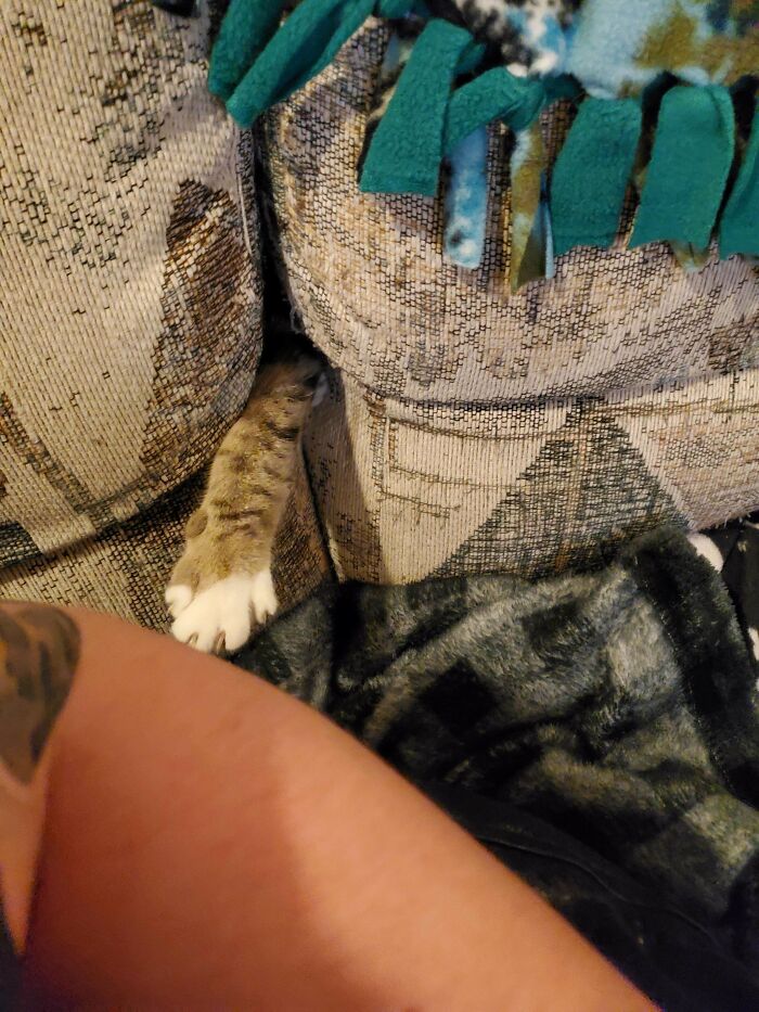 Cat paw sticking out from between couch cushions in a funny malfunctioning cats moment.