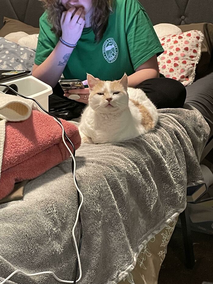 A malfunctioning cat with a grumpy expression lying on a blanket while a person uses a phone in the background.
