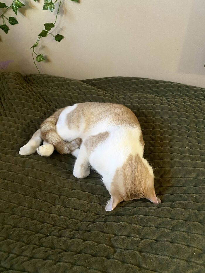 Cat malfunctioning by sticking its head into a green blanket, creating a funny and puzzling pet moment.
