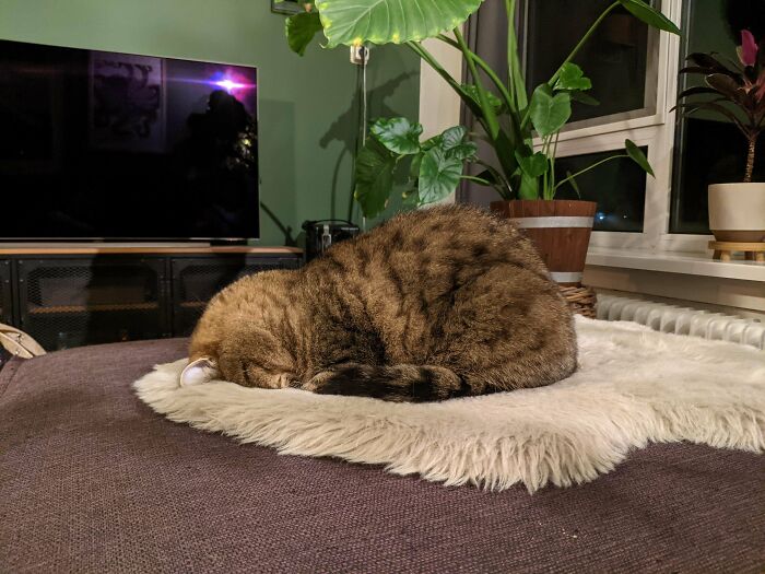 Brown tabby cat curled up oddly on a fluffy mat in a cozy living room, showing a malfunctioning cat pose.