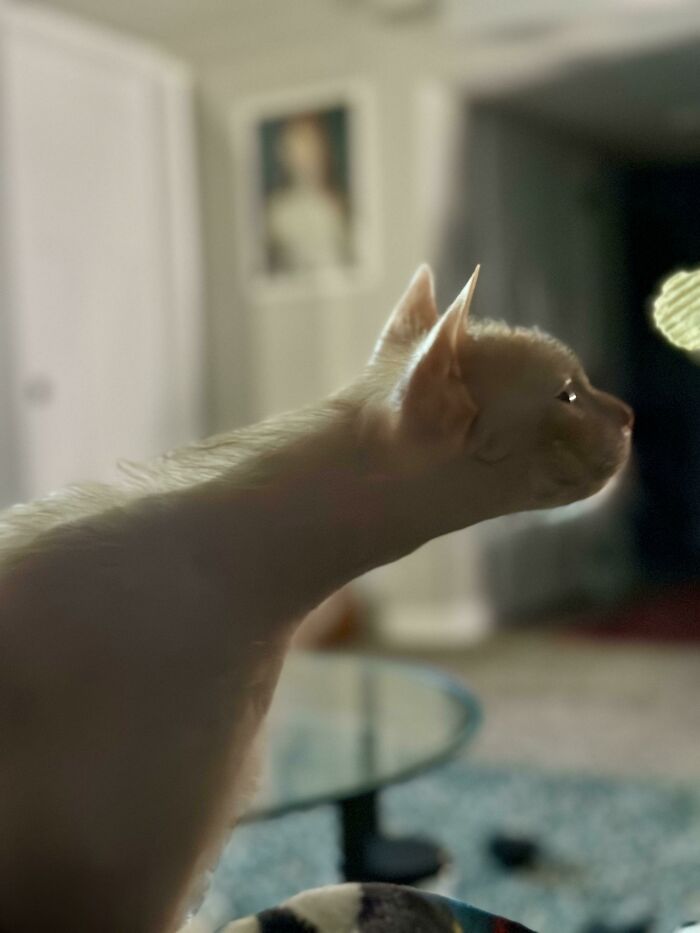 Cat with unusually elongated neck indoors, an example of malfunctioning cats that make people wonder what's wrong.