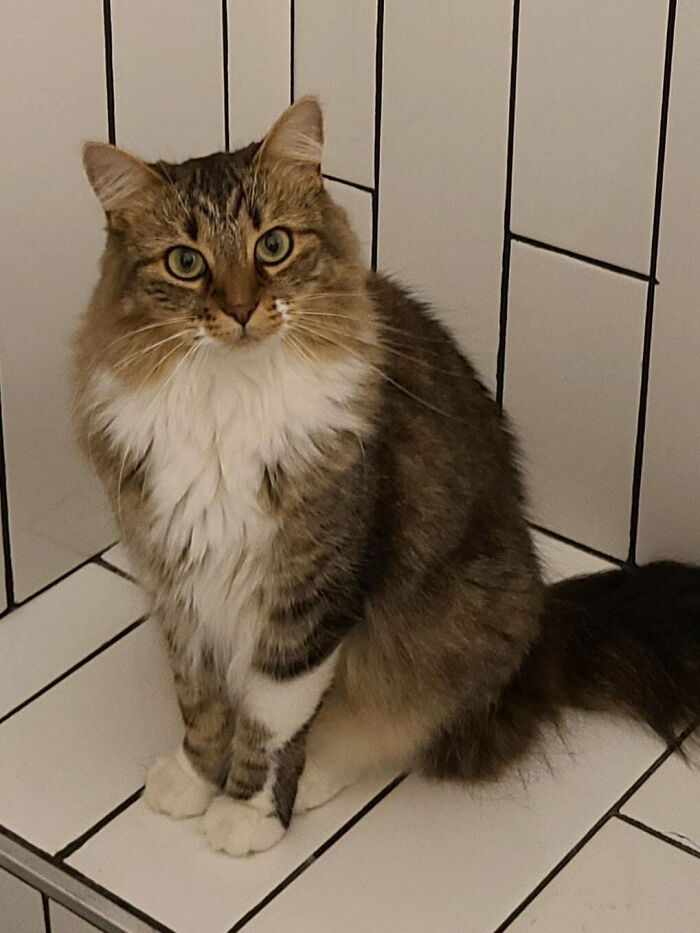 Fluffy malfunctioning cat with tabby and white fur sitting on white tiled surface looking at the camera.