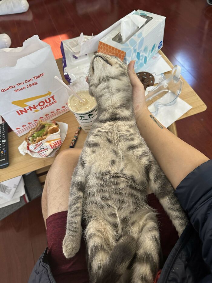 Tabby cat lying back in person's lap with head tilted back in a funny pose, showing malfunctioning cats behavior.