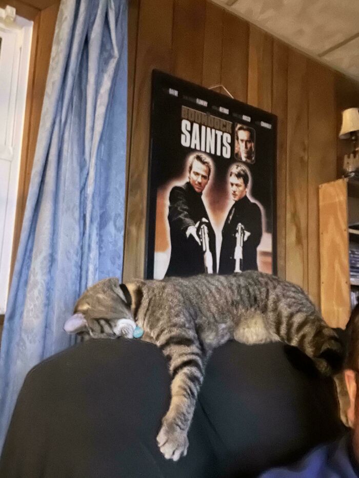 Tabby cat malfunctioning by lying awkwardly on the back of a chair in a room with a movie poster and blue curtains.