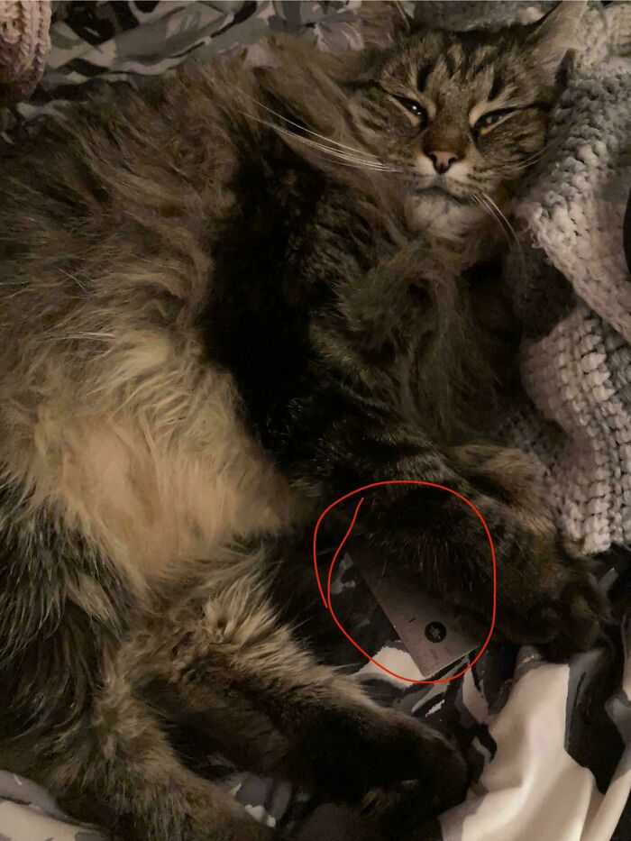 A malfunctioning cat lying on a bed with its paw awkwardly trapped under a triangular object circled in red.