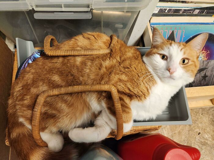 Orange and white cat trapped awkwardly in a plastic container, one of the malfunctioning cats that made people wonder about their behavior