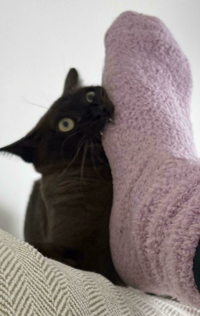 Black cat biting a fuzzy pink sock with wide eyes in a funny malfunctioning cats moment at home.