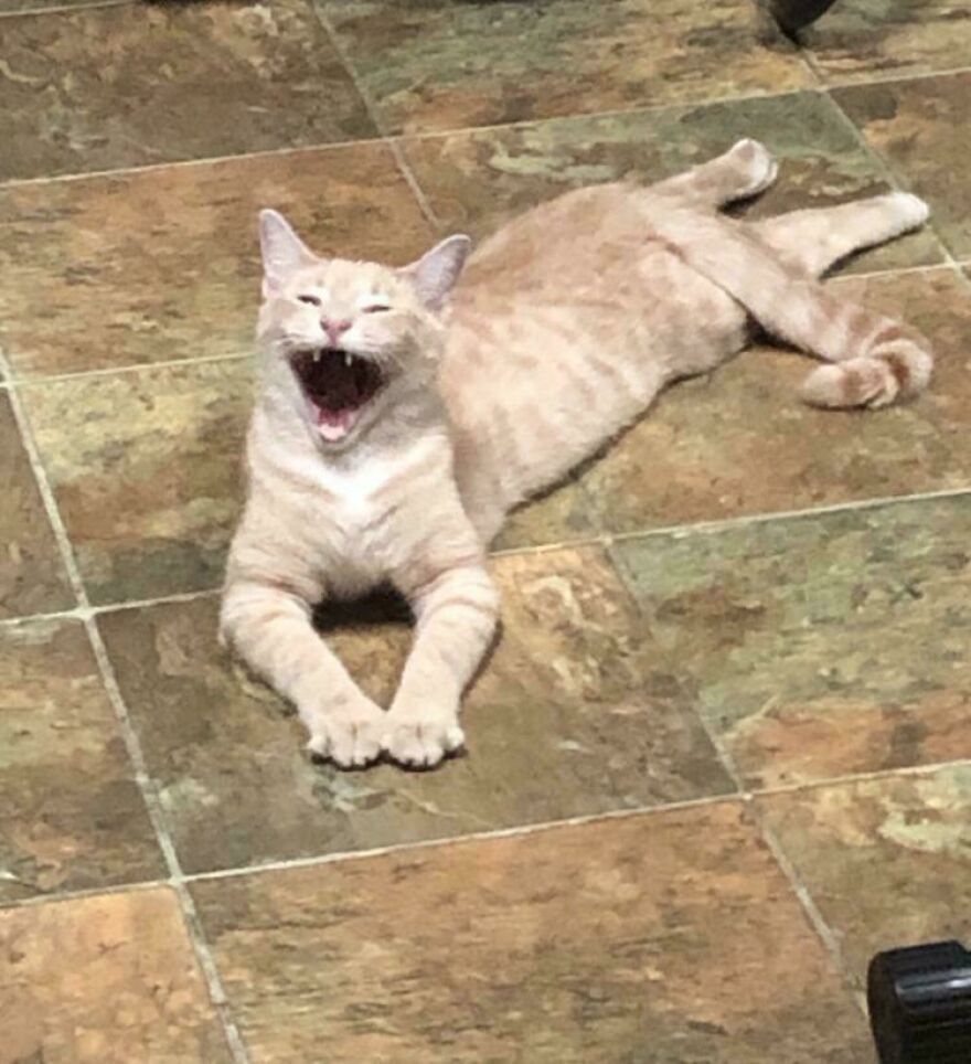 Looks Like A Demon From A Renaissance Painting