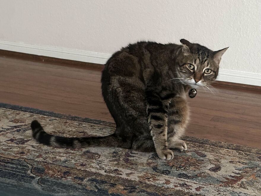 My Scrungly Son Cleaned Himself And Then Sat Like This For Another 30 Minutes