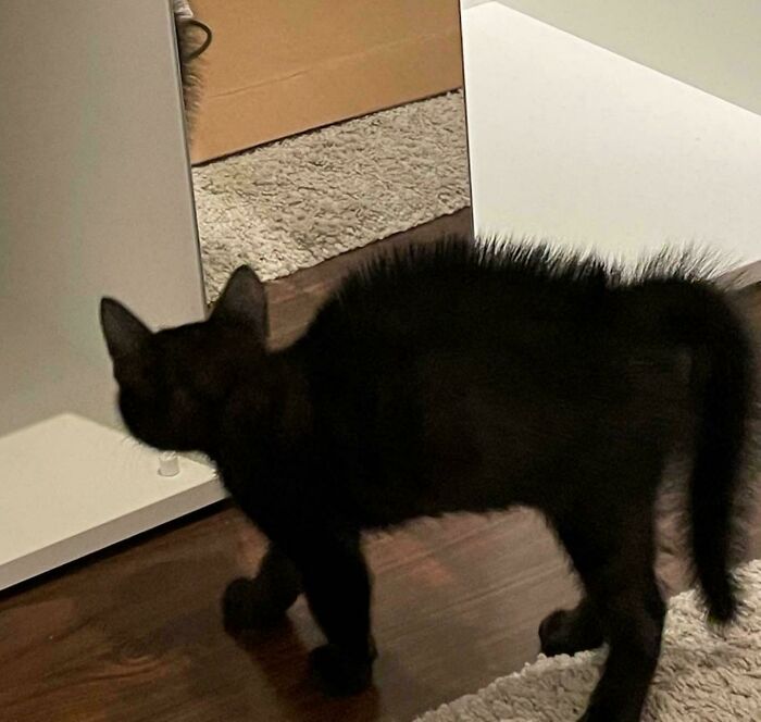 Black cat with fur standing on end resembling a malfunctioning cat indoors on a wooden floor near a mirror.