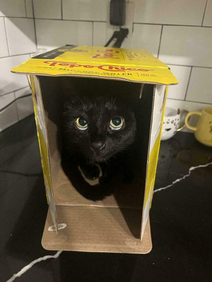 Black cat with wide eyes sitting inside a yellow cardboard box, a funny malfunctioning cat moment on a kitchen counter.
