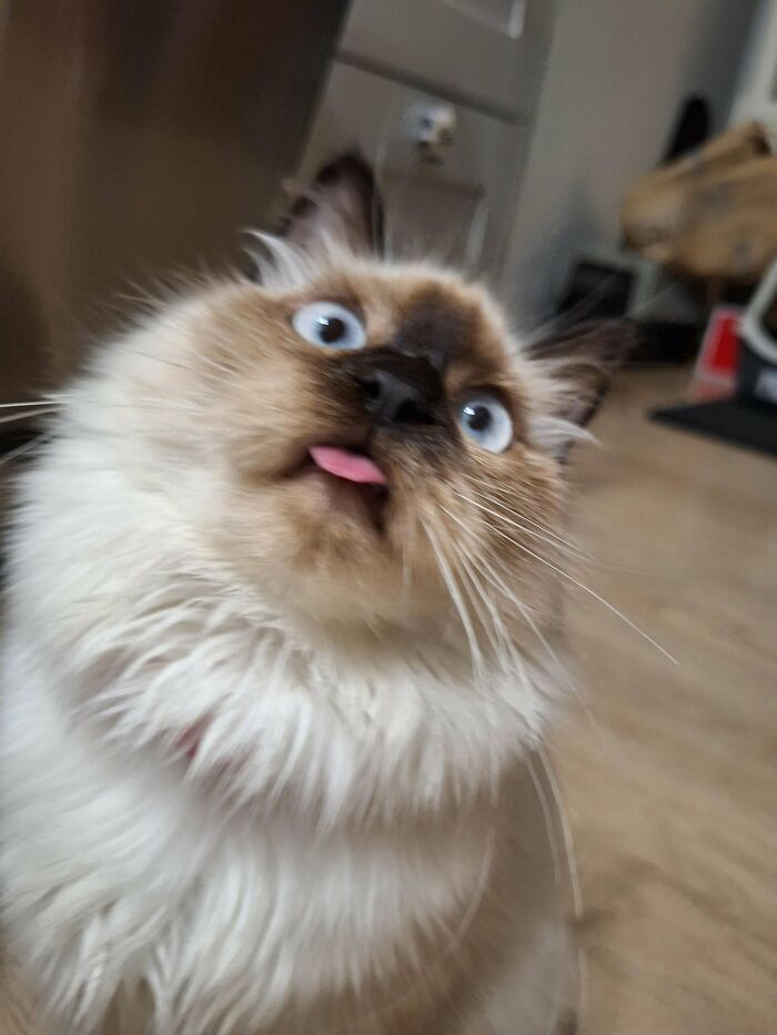 Siamese cat with tongue out and wide eyes in a blurry close-up, showing a malfunctioning cat expression.