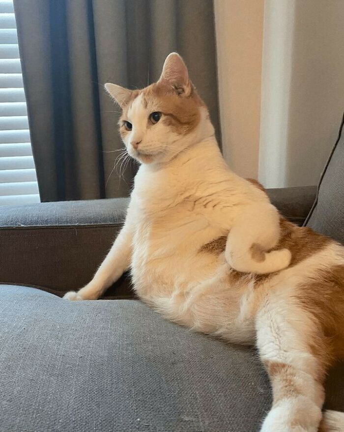 Chubby cat sitting upright on a couch with a funny pose, one paw curled, showcasing malfunctioning cat behavior.
