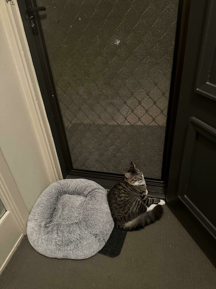 Tabby cat lying on the floor next to an empty gray cat bed by the closed screen door in a home entryway.