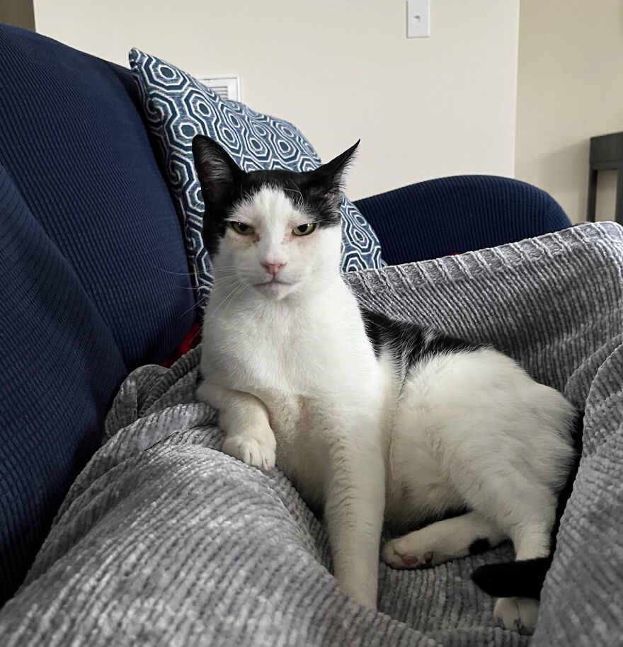 What's Wrong With Your Cat? No, Have A Seat And Let's Talk About What's Wrong With You