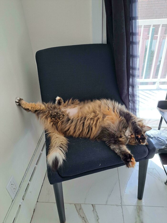 Fluffy cat lying stretched out awkwardly on a chair, showcasing a funny malfunctioning cat behavior indoors.