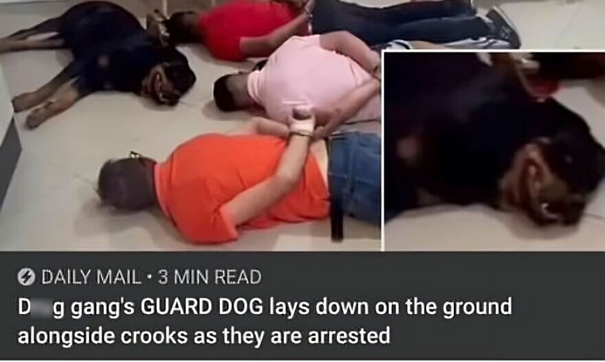 Ain't Say He's A Perfect Guard., But Indeed A Loyal One!😂