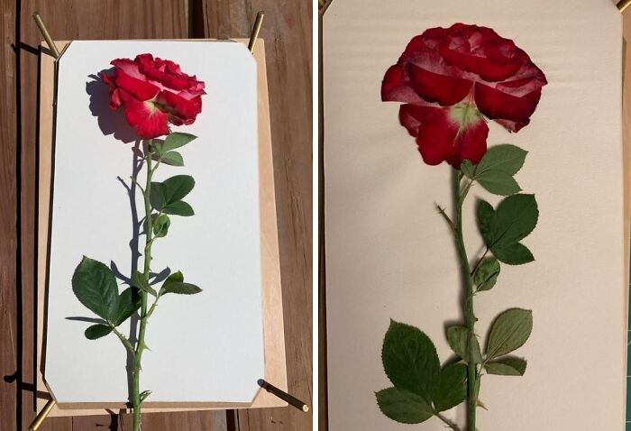 No More Wilted Flowers! This Berstuk Flower Press Kit Lets Them Create Lasting Floral Art