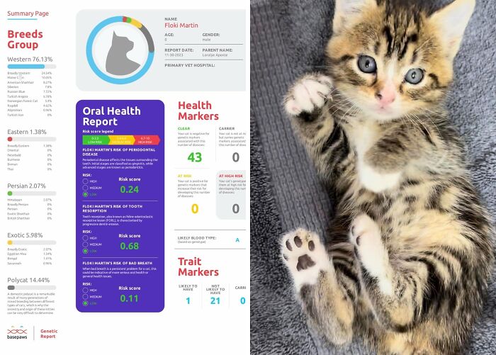 Unravel The Genetic Mysteries Of Your Feline Friend With The Basepaws Cat DNA Test Kit