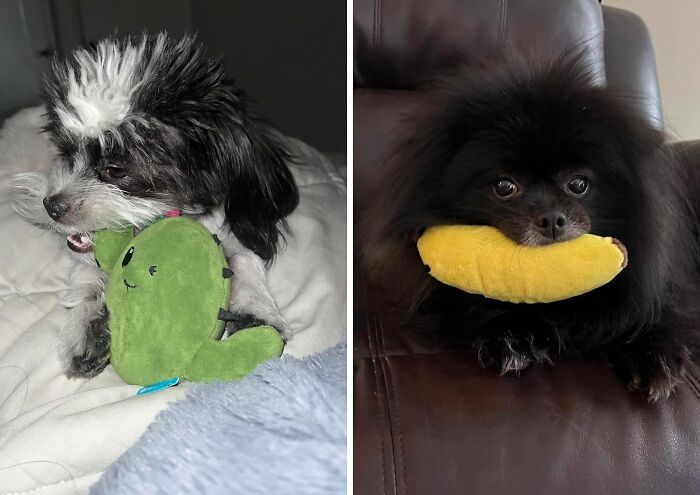 Engage Your Furry Friend With The 2-In-1 Interactive Plush Dog Toy: Perfect For Play And Entertainment!