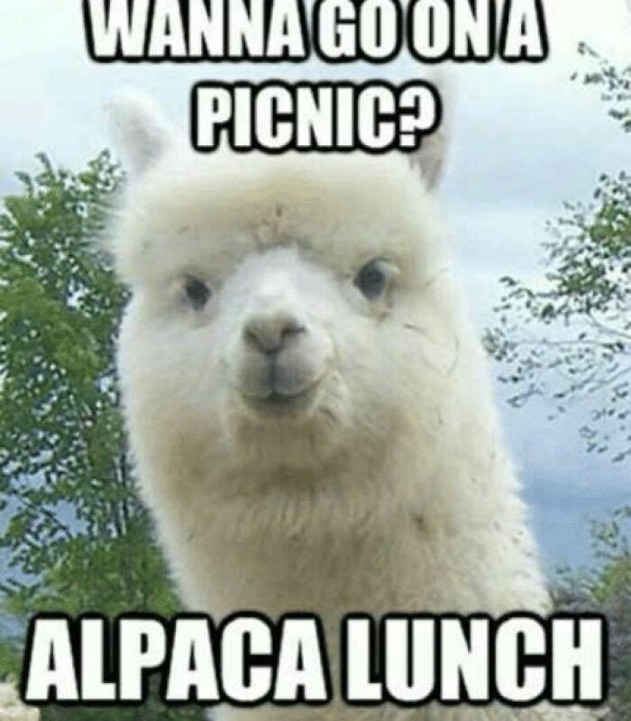Funny spring meme of an alpaca with text about going on a picnic: "Wanna go on a picnic? Alpaca lunch."