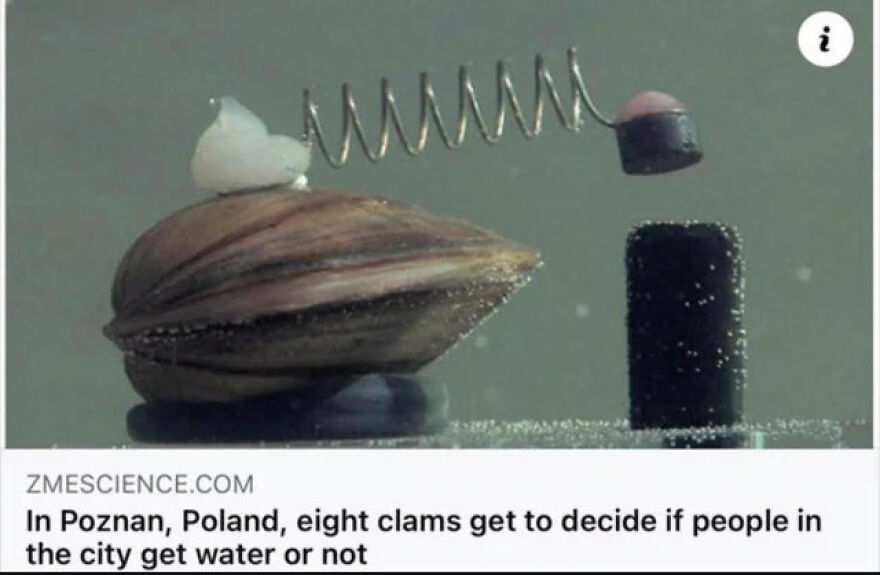 Clams