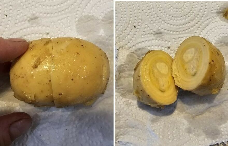 Lash Egg: A Mass Of Tissue And Pus Laid By A Chicken Like A Regular Egg