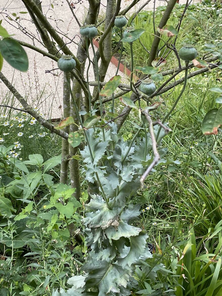 Opium Poppy Plant Growing Wild In Downtown London