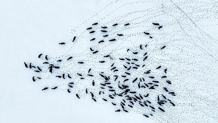 The European Bison Population Is Recovering. Recently Scientist In Poland Observed Biggest Heard Ever Containing 170 Bisons Including 40 Calves